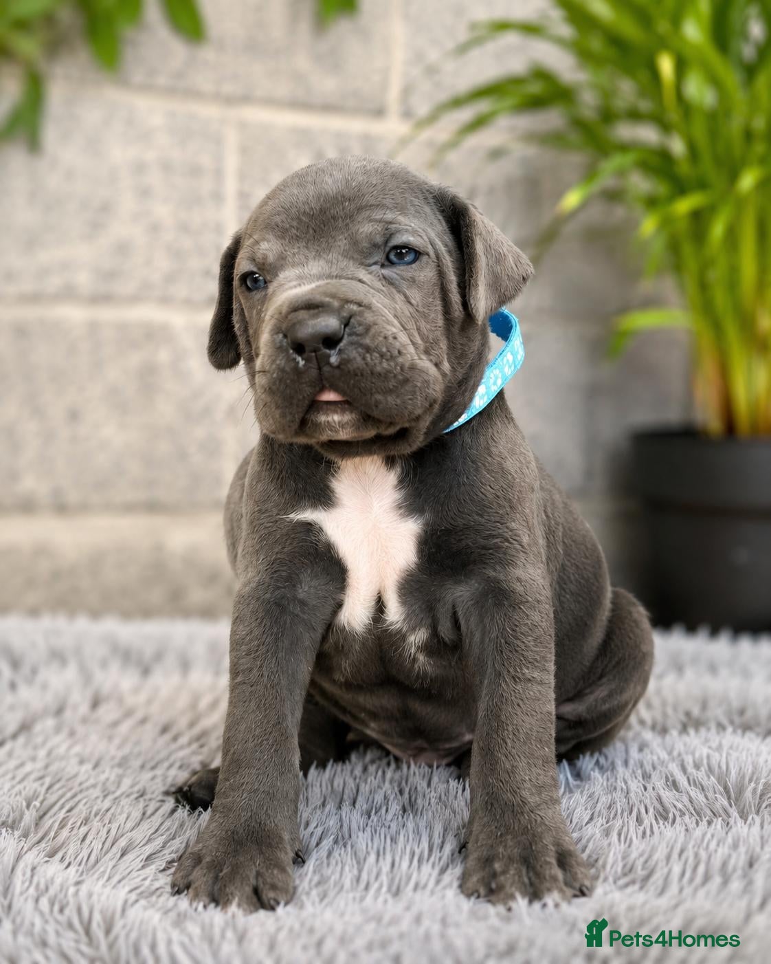 Cane Corso dogs Pure Cane Corso Puppies - 5⭐ Homes Only - Advert 18