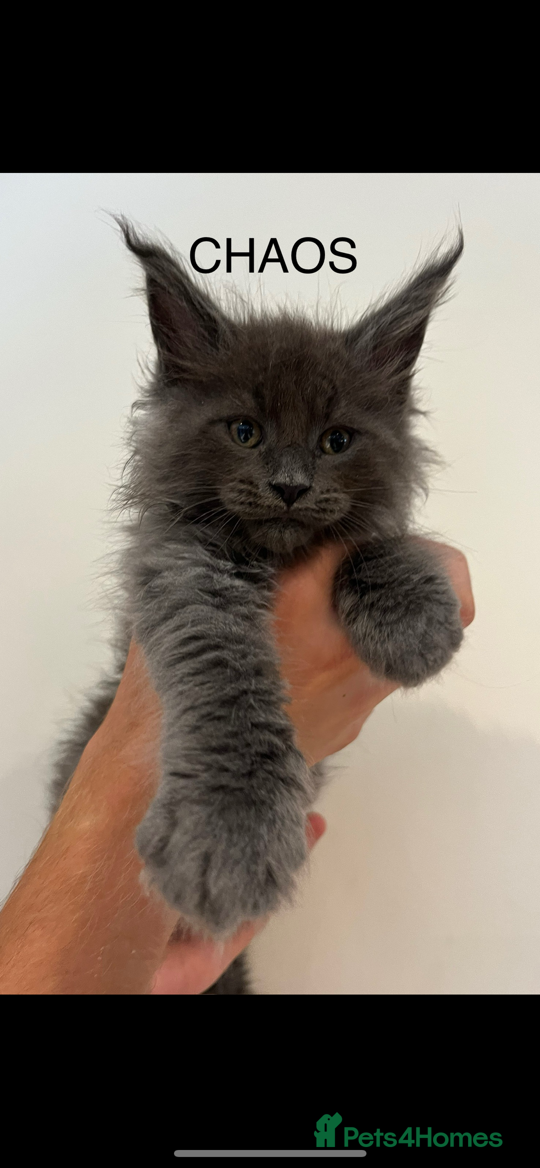 Maine Coon cats for sale: STUNNING MAINE COON KITTENS BLUE SMOKE (tica reg ) - Image 6