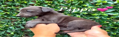 Lurcher 4