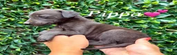 Lurcher dogs for sale: Beautiful Bedlington Whippet Puppies 🐾 - Advert 5