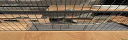 Chinchilla rodents for sale: Violet Male Chinchilla Rambo + Full Setup - Advert 6