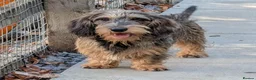 Dachshund dogs for stud: Kc Dachshund/Teckel Standard Wirehaired Stud - Advert 1