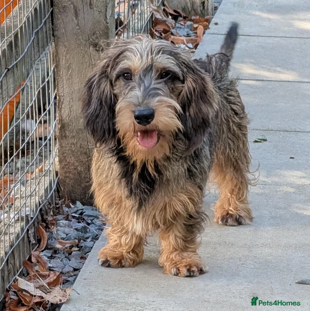 Dachshund dogs for stud: Kc Dachshund/Teckel Standard Wirehaired Stud - Advert 1
