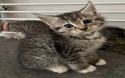 Mixed Breed cats for sale: Silver & brown British shorthair / bengal kittens  - Image 7