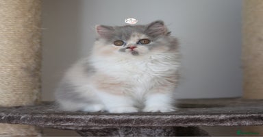 British Shorthair cats - Advert 14