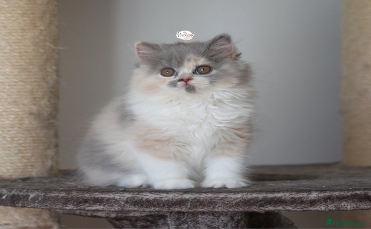 British Shorthair cats - Advert 4
