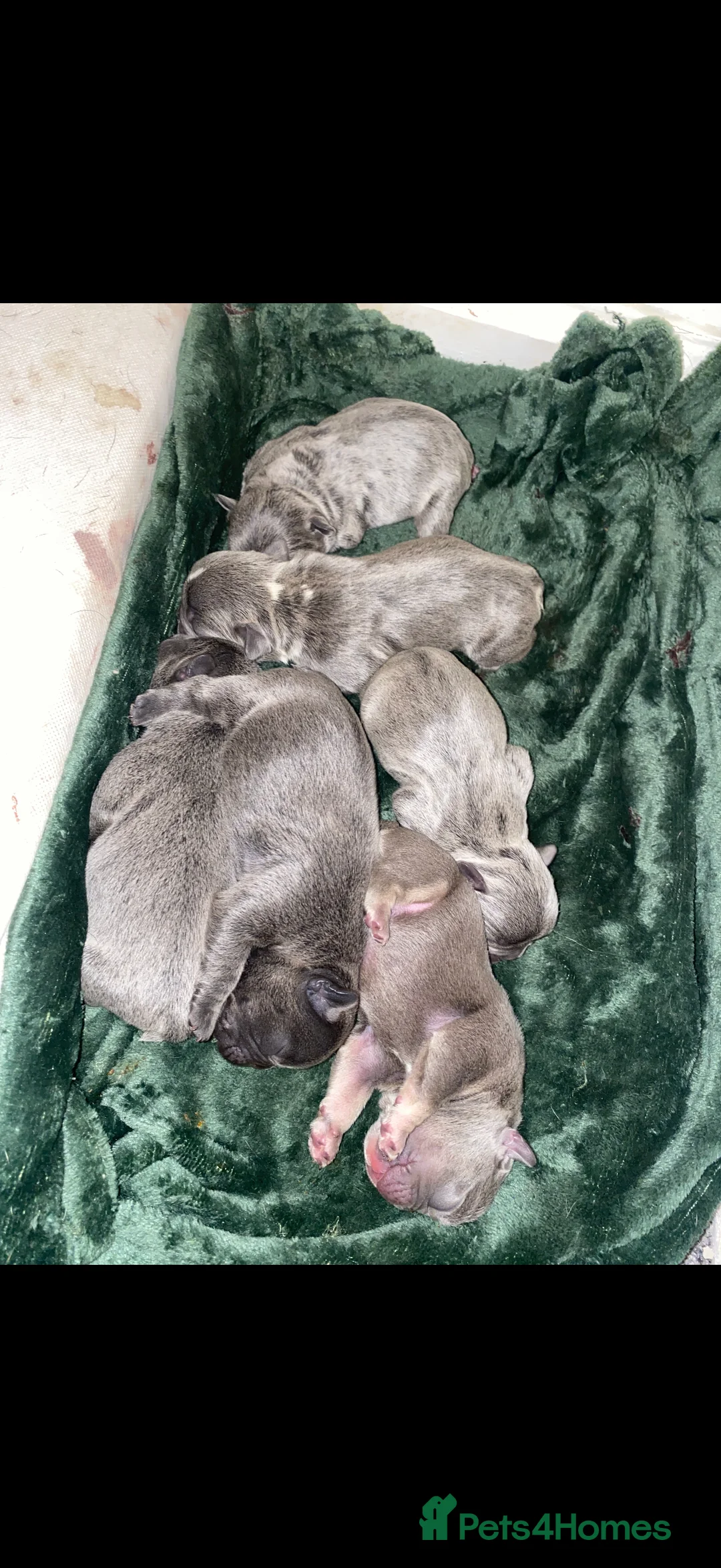 French Bulldog dogs for sale: Family raised French bulldog puppies  - Advert 4