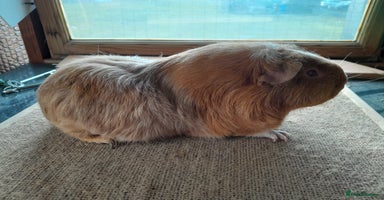 Guinea Pig rodents - Advert 14