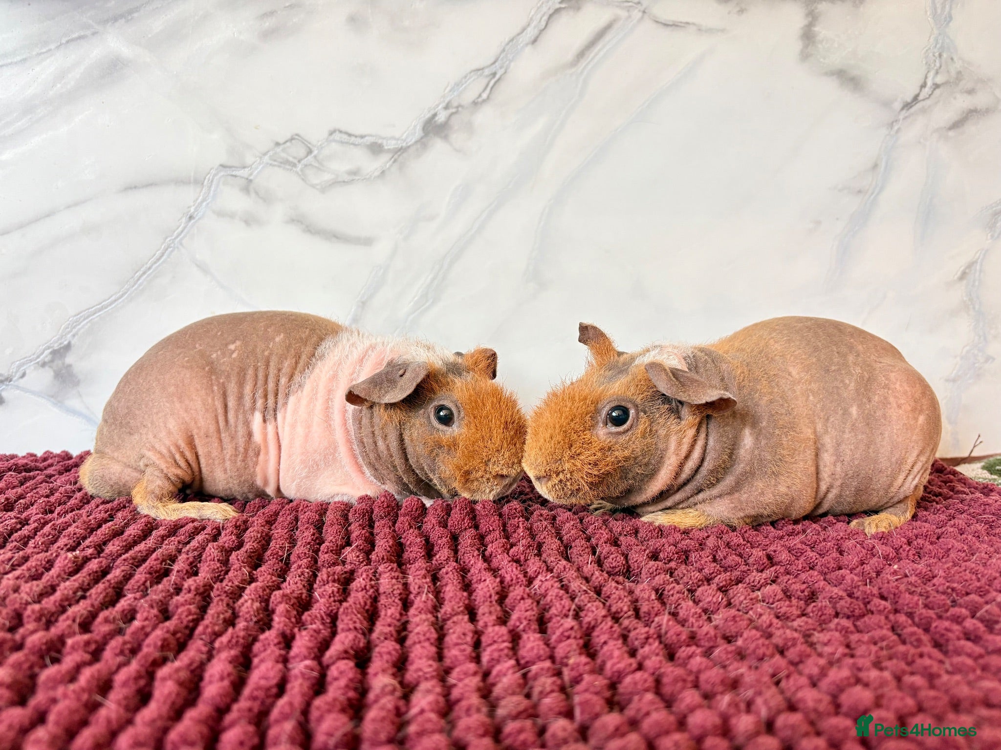 Guinea Pig rodents Baby bonded skinny pig brothers for sale 🩵 - Advert 2