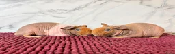 Guinea Pig rodents for sale: Baby bonded skinny pig brothers for sale 🩵 - Advert 2