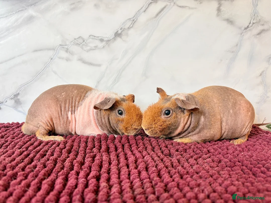 Guinea Pig rodents for sale: Baby bonded skinny pig brothers for sale 🩵 - Advert 2