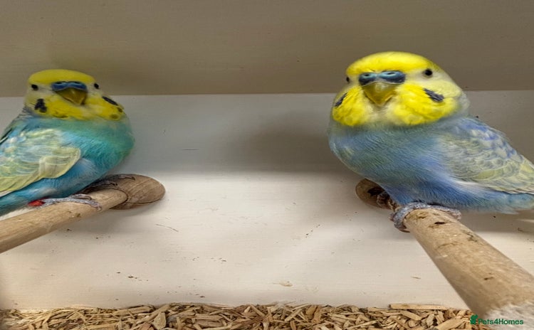 Budgerigars birds - Advert 5