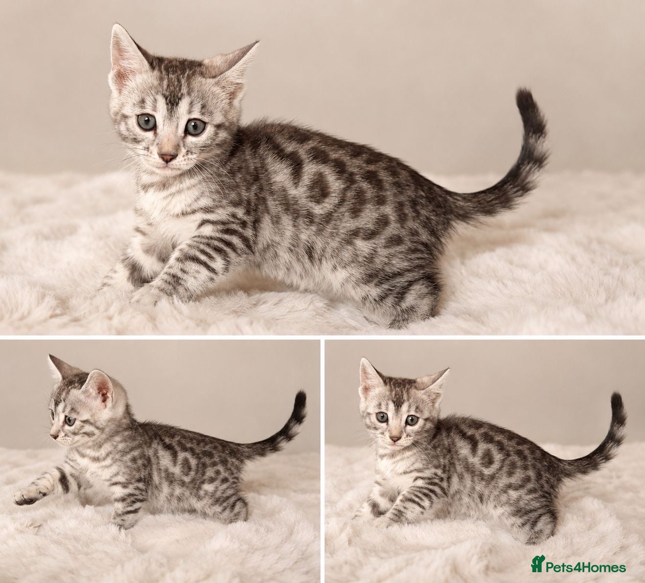 Bengal cats Tempest Bengal TICA registered kittens  - Advert 2