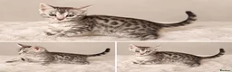 Bengal cats for sale: Tempest Bengal TICA registered kittens  - Advert 2