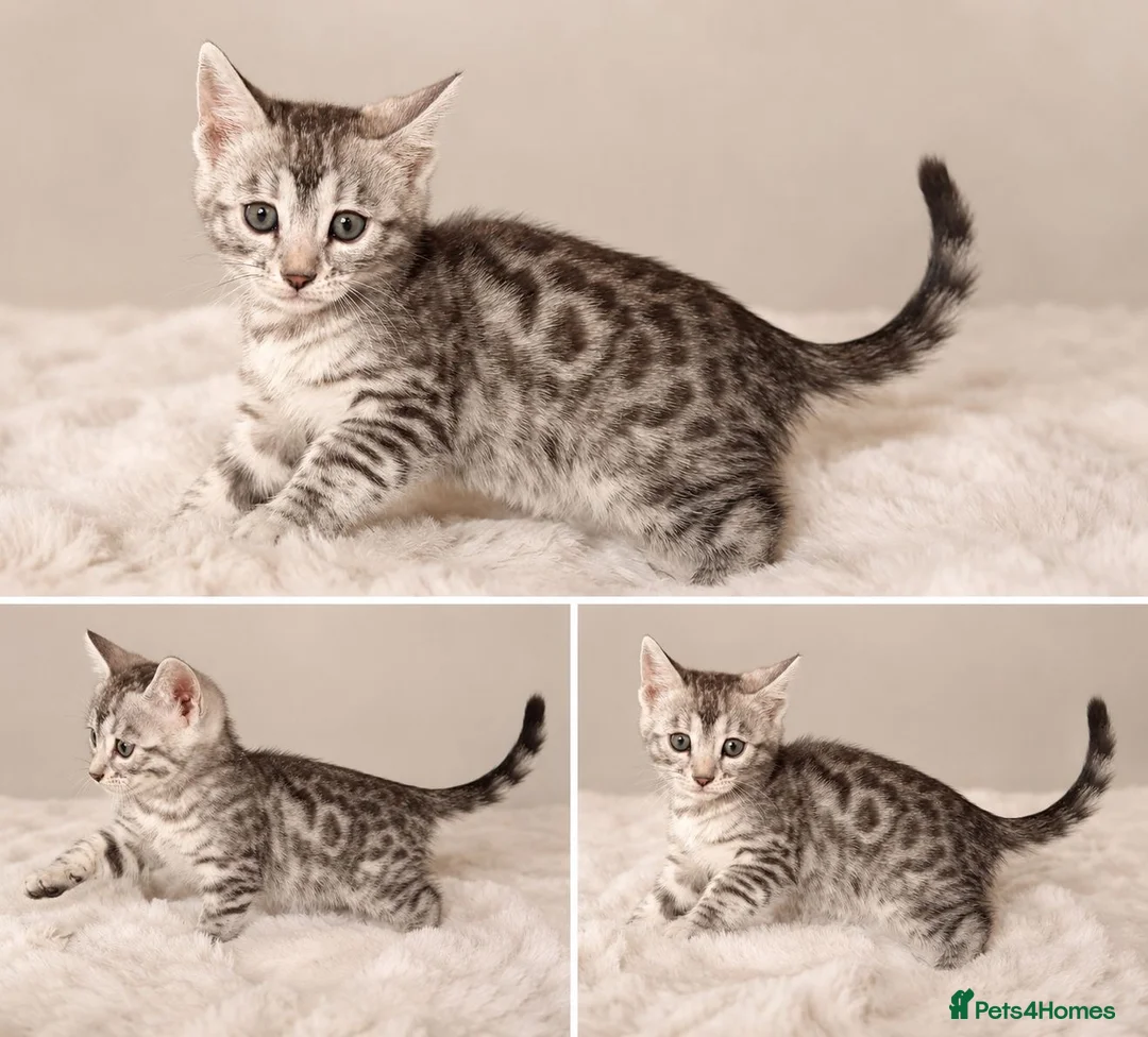 Bengal cats for sale: Tempest Bengal TICA registered kittens  - Advert 2