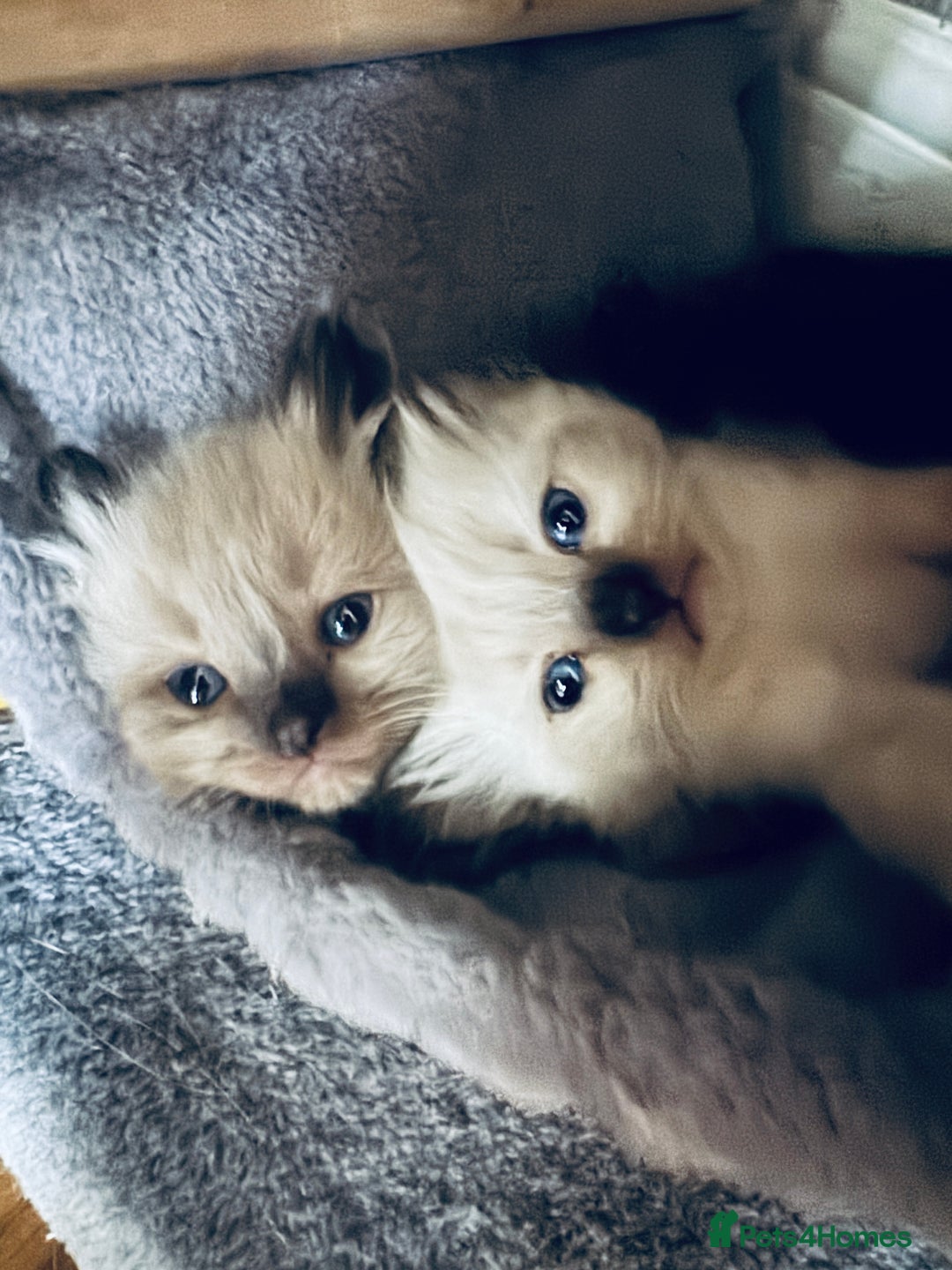 Ragdoll cats for sale: Ragdoll kittens - Image 2