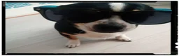Chihuahua dogs for sale: ​🐾 Charming & Musical Prince 🐾  - Advert 1