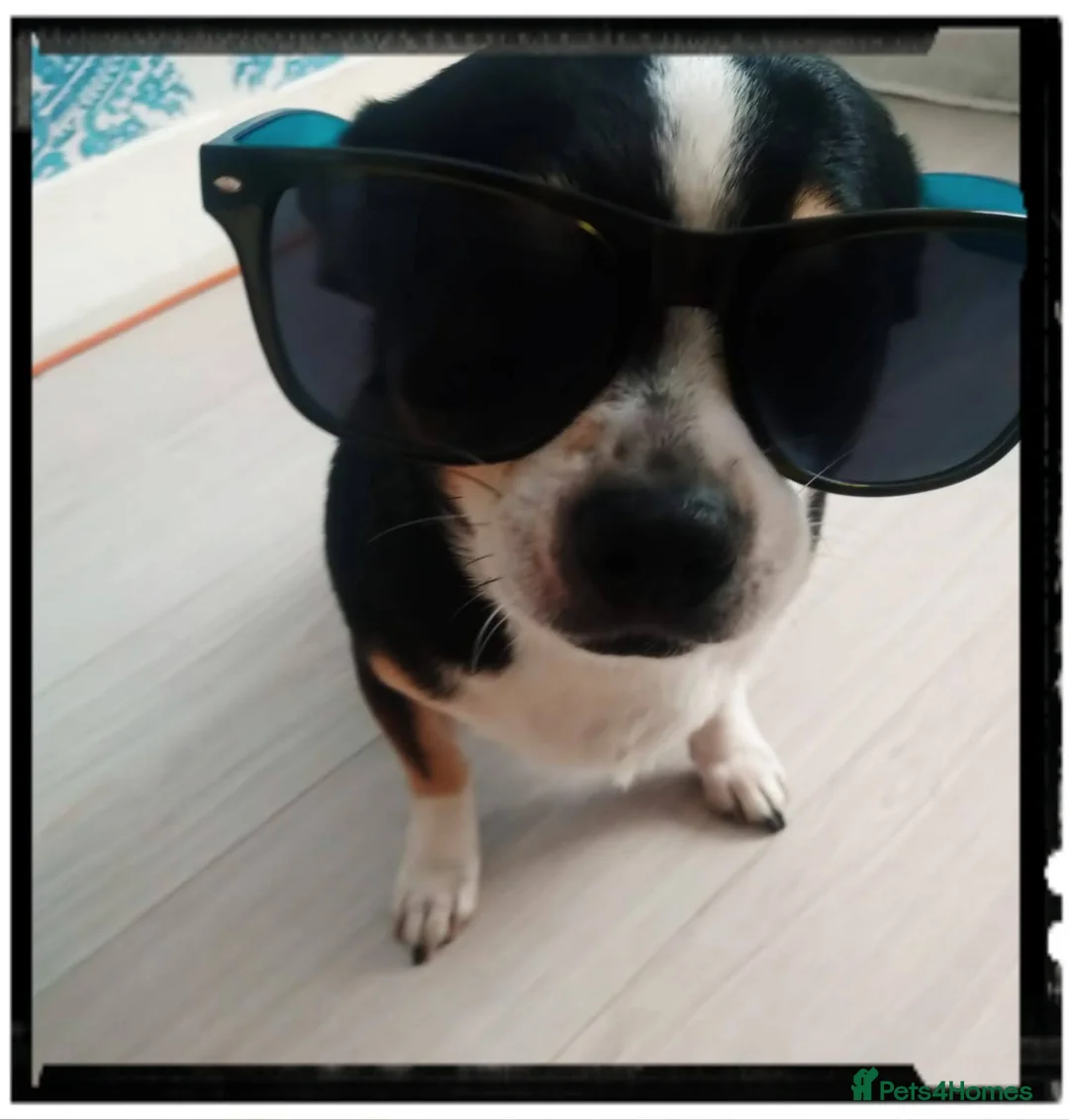 Chihuahua dogs for sale: ​🐾 Charming & Musical Prince 🐾  - Advert 1