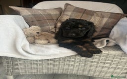 Cockapoo dogs for sale: F1 miniature gorgeous cockapoo puppies  - Image 6