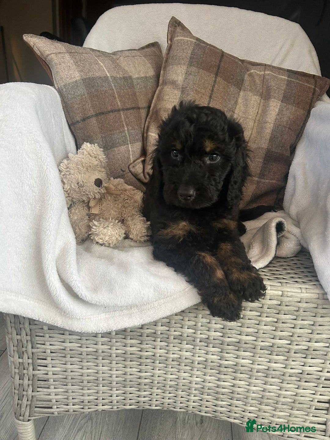 Cockapoo dogs for sale: F1 miniature gorgeous cockapoo puppies  - Image 6