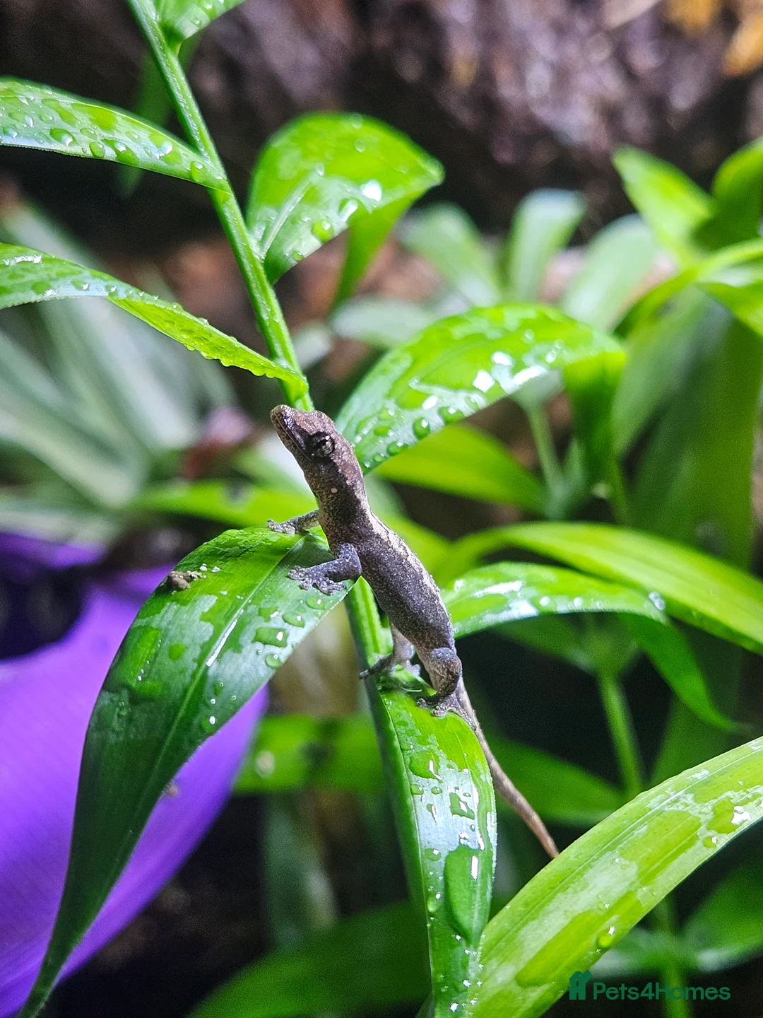 Gecko reptiles for sale: Mourning gecko - Advert 1