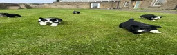 Border Collie dogs for sale: Border Collie Puppy’s litter of 6 gorgeous pups.  - Advert 35