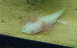 Axolotl reptiles for sale: Axolotls  - Image 2