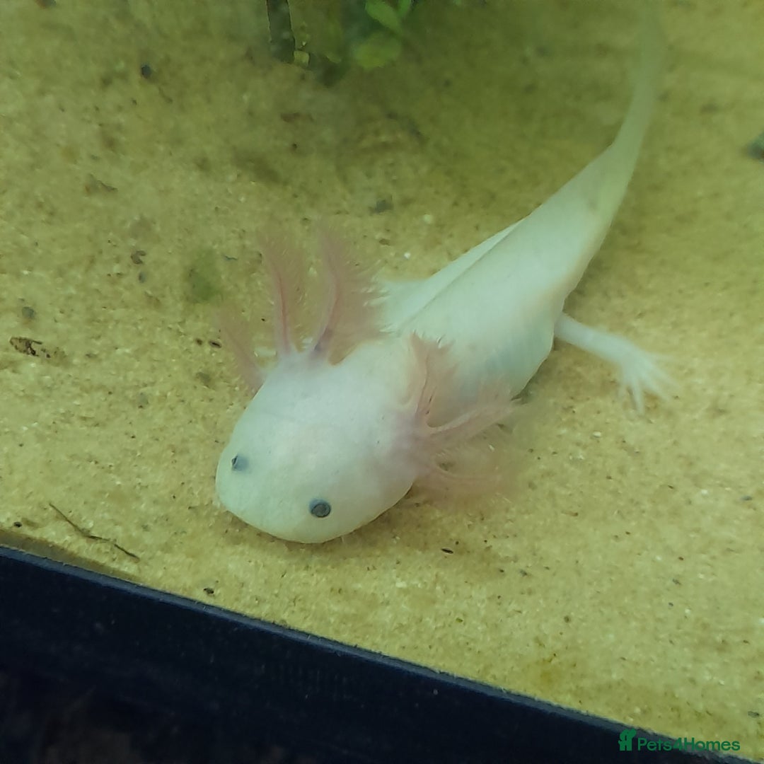 Axolotl reptiles for sale: Axolotls  - Image 2