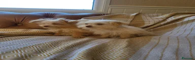 Mixed Breed 1