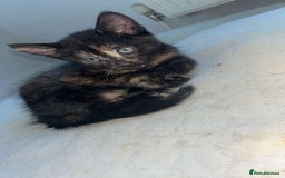 Mixed Breed cats for sale: 4 stunning kittens left  - Image 2