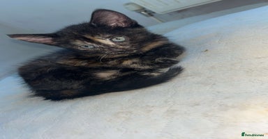 Mixed Breed cats - Advert 2