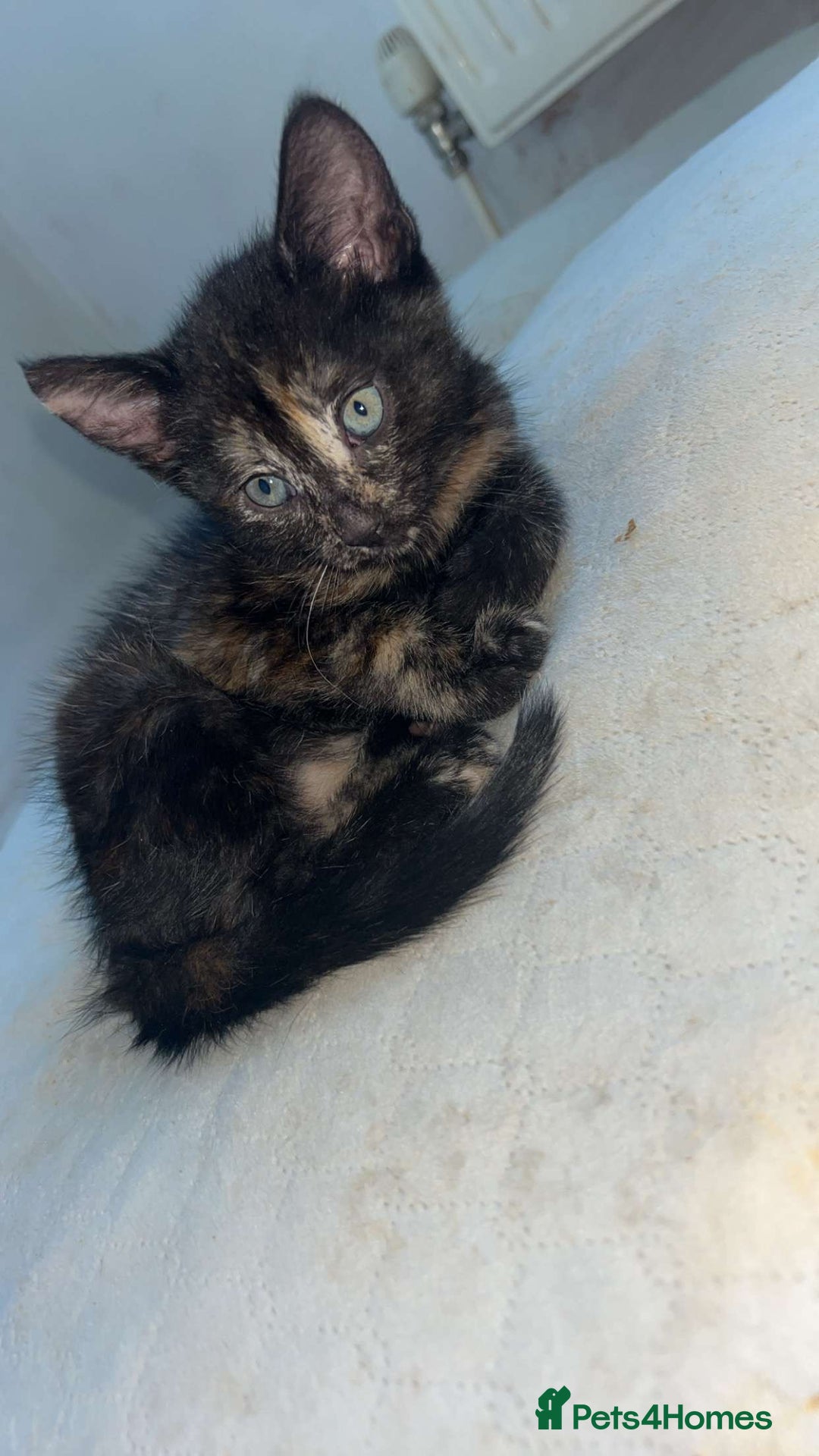 Mixed Breed cats for sale: 4 stunning kittens left  - Image 2