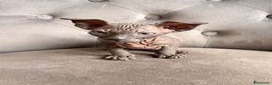 Sphynx 2