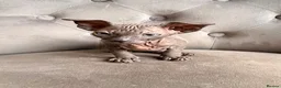 Sphynx cats for sale: 🐾 Beautiful Sphynx Kittens – Ready to Leave Now - Advert 8