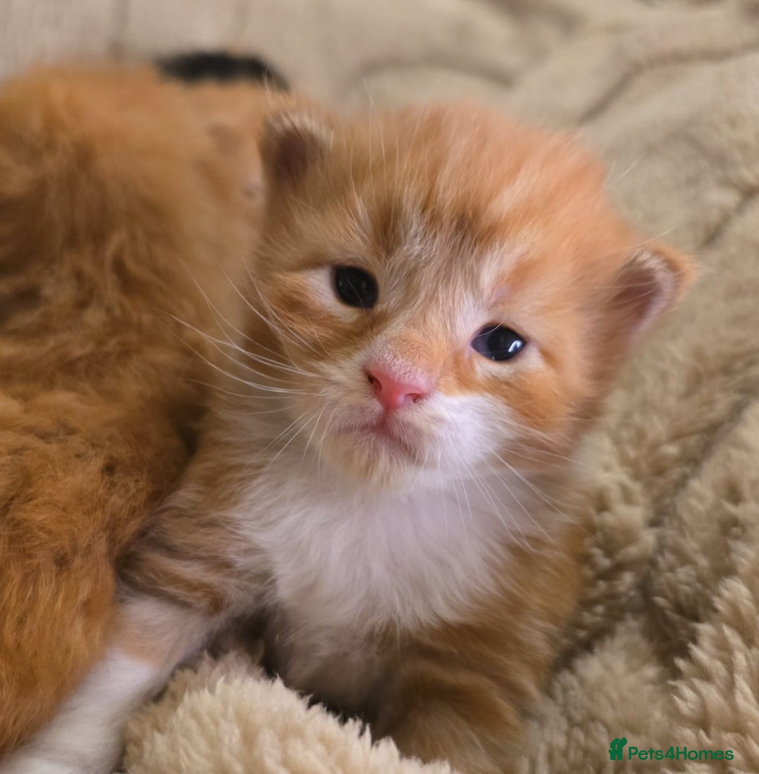 Maine Coon cats for sale: Rare red and white bicolor lMaincoon ready now  - Advert 32