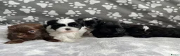 Shih Tzu dogs for sale: Stunning small kc rg shih tzh  - Advert 6