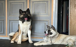 Akita dogs for stud: Chico’s finding LOVE… in Birmingham - Image 4