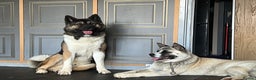 Akita dogs for stud: ***Chico’s finding LOVE… Proven Stud*** in Birmingham - Advert 7
