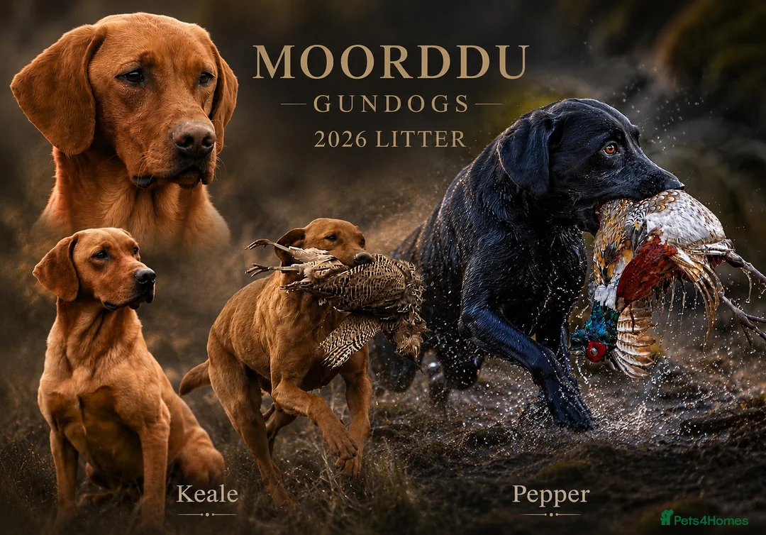 Labrador Retriever dogs for sale: Carefully Planned Labrador Litter - Advert 1