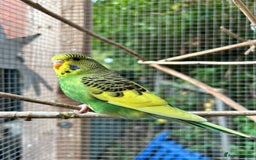 Budgerigars birds for sale: Baby Budgies For Sale  - Image 4