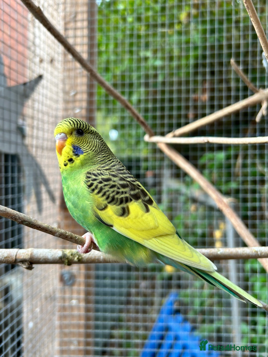 Budgerigars birds for sale: Baby Budgies For Sale  - Image 4