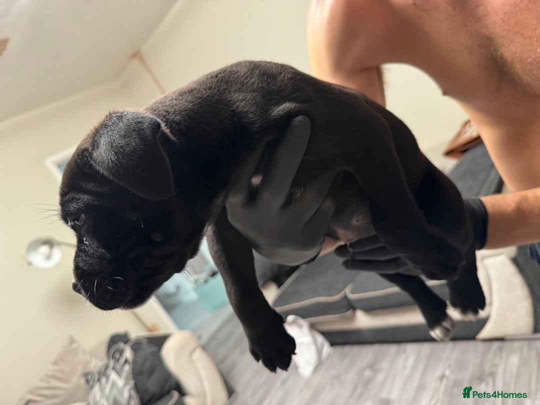 Mixed Breed dogs for sale: 7 beautiful puppies for sale - Image 18