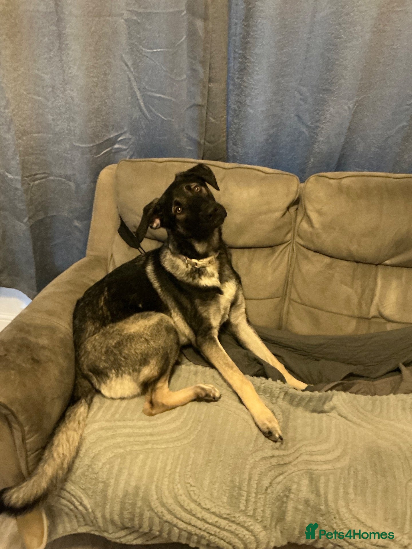 Mixed Breed dogs German Shepherd Cross Needs Re-Homing - Advert 1