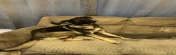Mixed Breed dogs for sale: German Shepherd Cross Needs Re-Homing - Advert 1