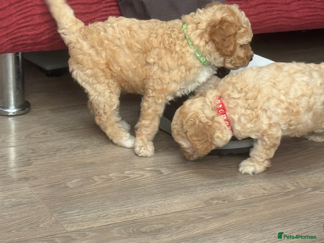 Goldendoodle dogs for sale: ⭐️⭐️READY NOW⭐️⭐️ Beautiful Goldendoodles - Image 15