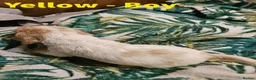 Cocker Spaniel dogs for sale: Stunning show KC Registered Cocker Spaniel pups in Omagh - Advert 9