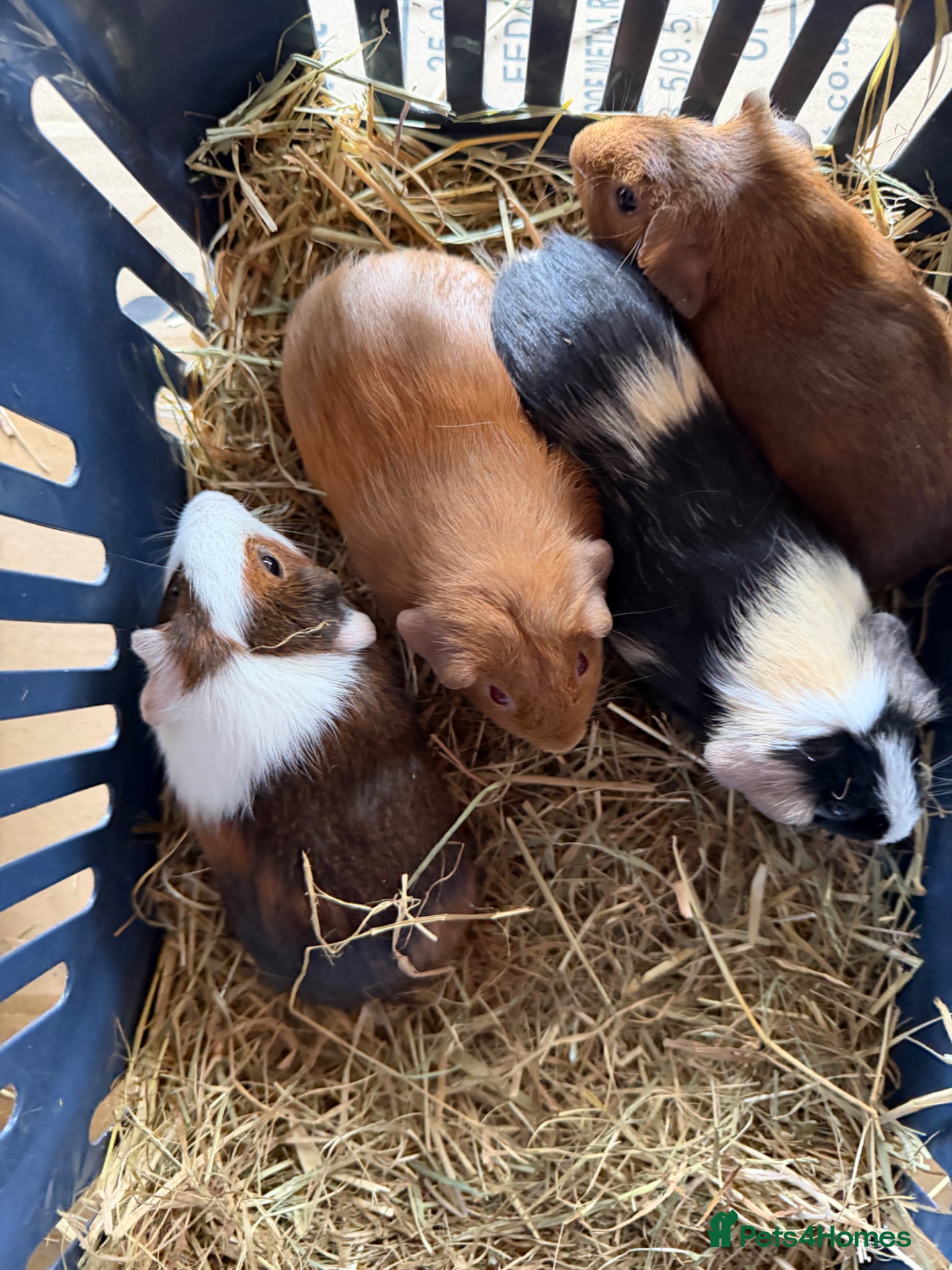 Guinea Pig rodents 4 Abyssinian x Rex and teddy x Cali sows ready  - Advert 1