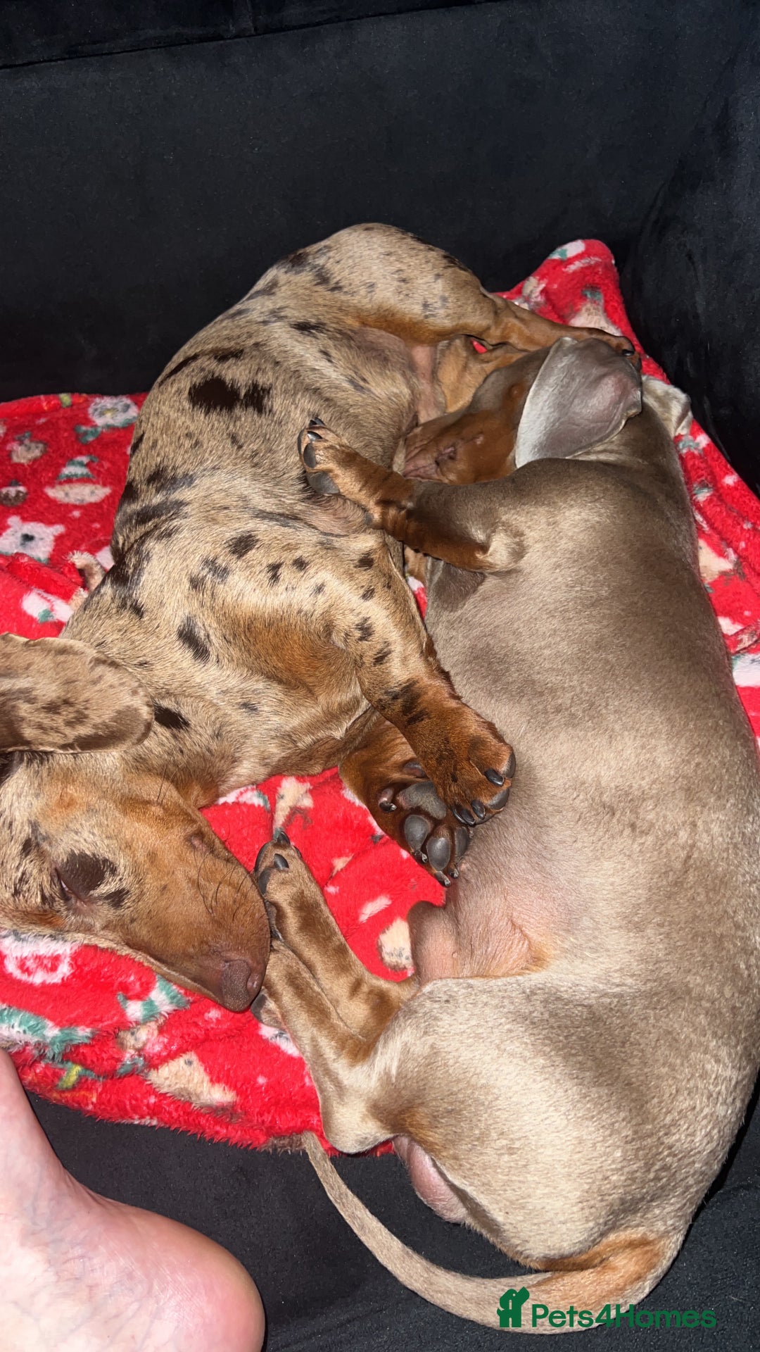 Miniature Dachshund dogs for sale: Miniature Dachshund Boy - Advert 5