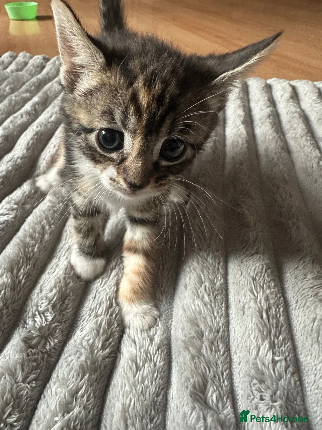 British Shorthair cats for sale: Lovely kittens for sale  in Wembley - Advert 14
