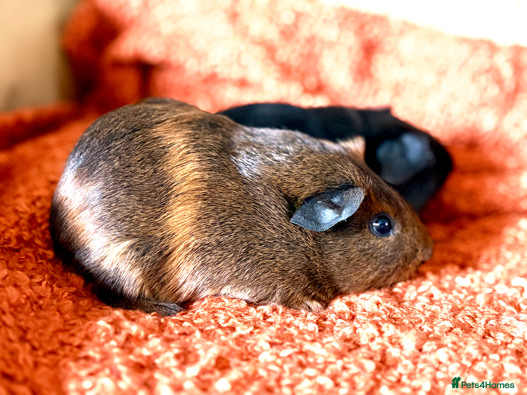 Guinea Pig rodents for sale: Two lovely boars looking for a new home! - Image 4